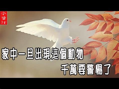 鳥死在門口|【小鳥死在門口】小鳥死在門口！風水徵兆大解析，竟替人擋災？。